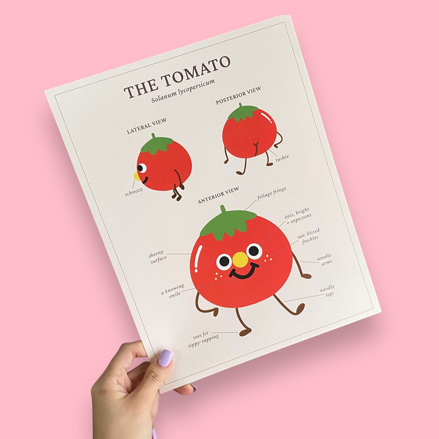 anatomical tomato art print (8.5in x 11in)